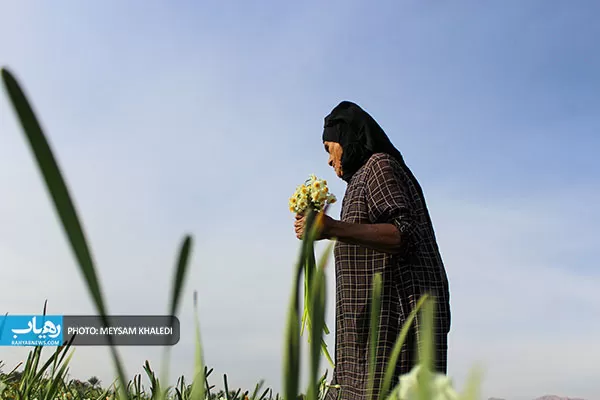 برداشت گل نرگس بهبهان