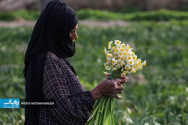 برداشت گل نرگس بهبهان