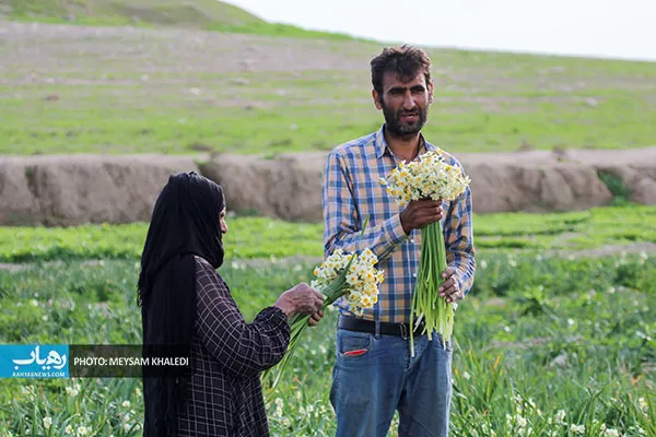 برداشت گل نرگس بهبهان