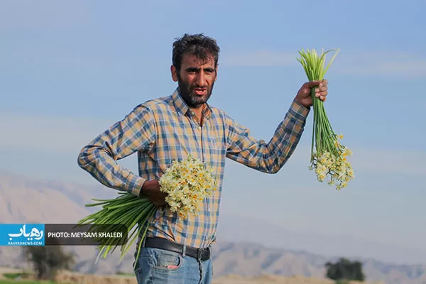 برداشت گل نرگس بهبهان