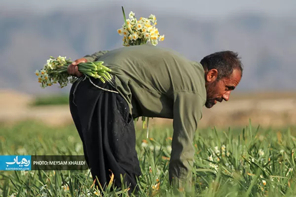 برداشت گل نرگس بهبهان