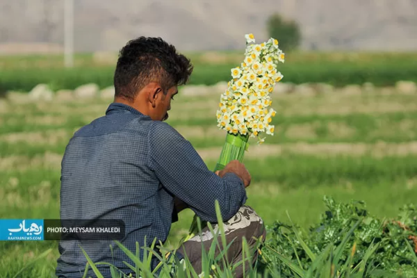 برداشت گل نرگس بهبهان