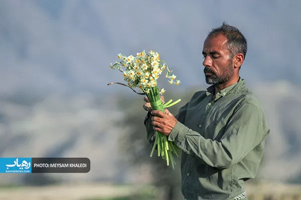 برداشت گل نرگس بهبهان