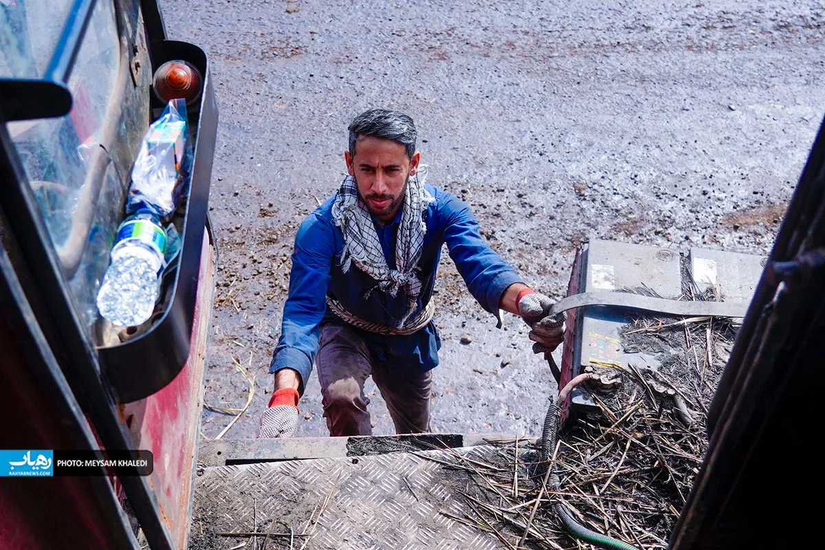 برداشت نی شیرین در خوزستان آغاز شد