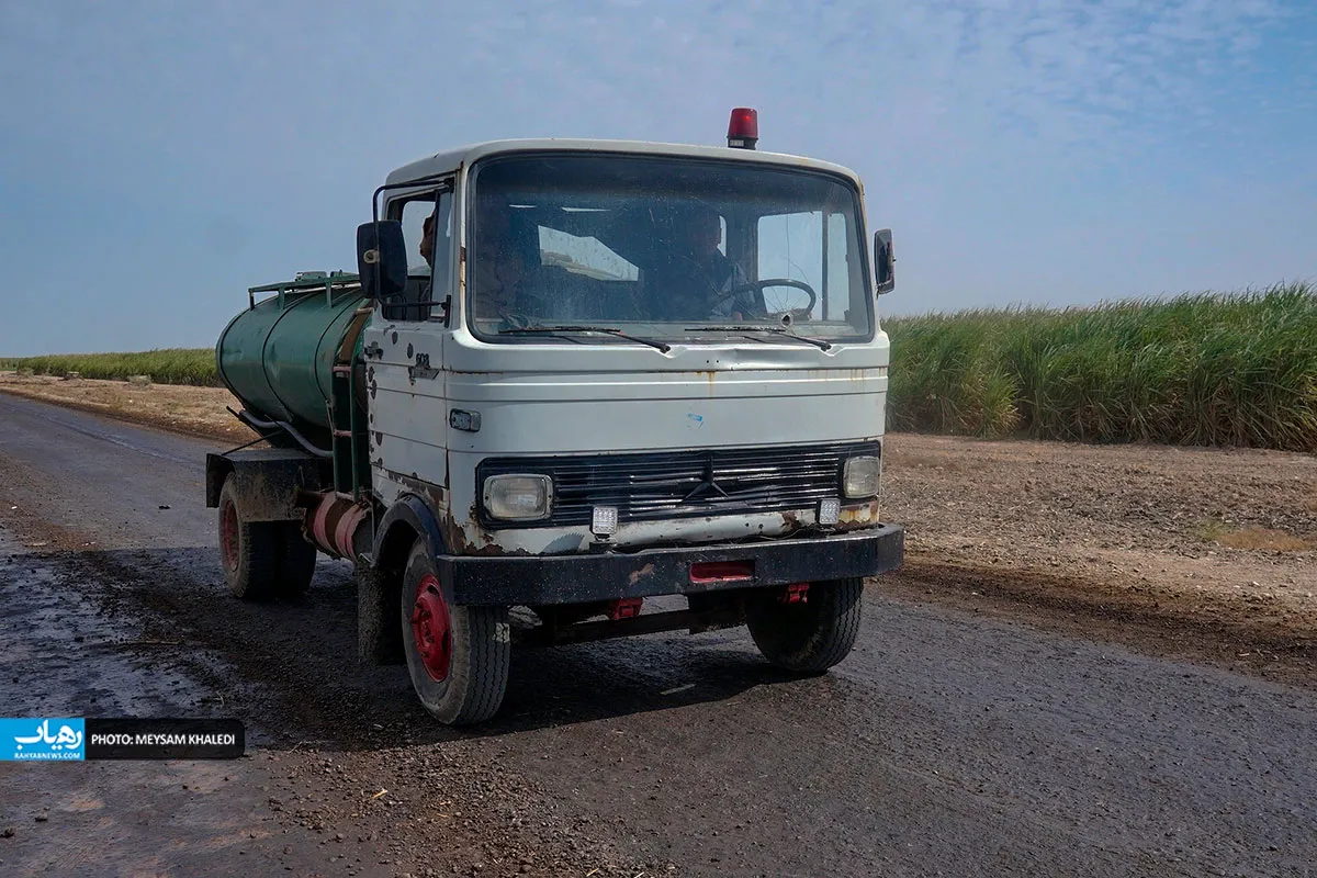 برداشت نی شیرین در خوزستان آغاز شد