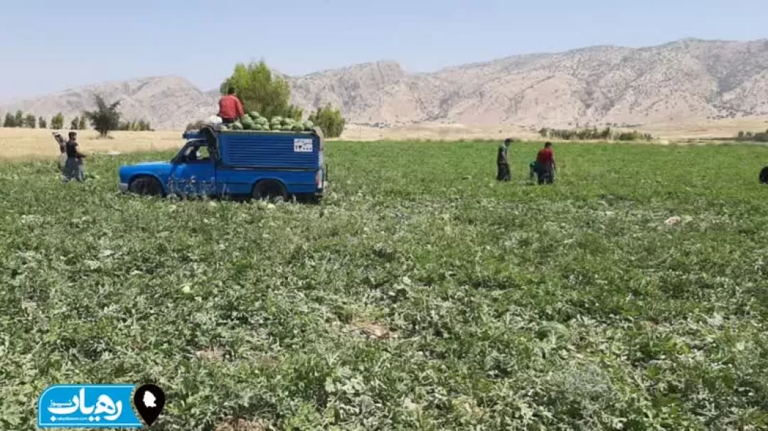 کشت هندوانه ارگانیک در جالیزارهای اندیکا