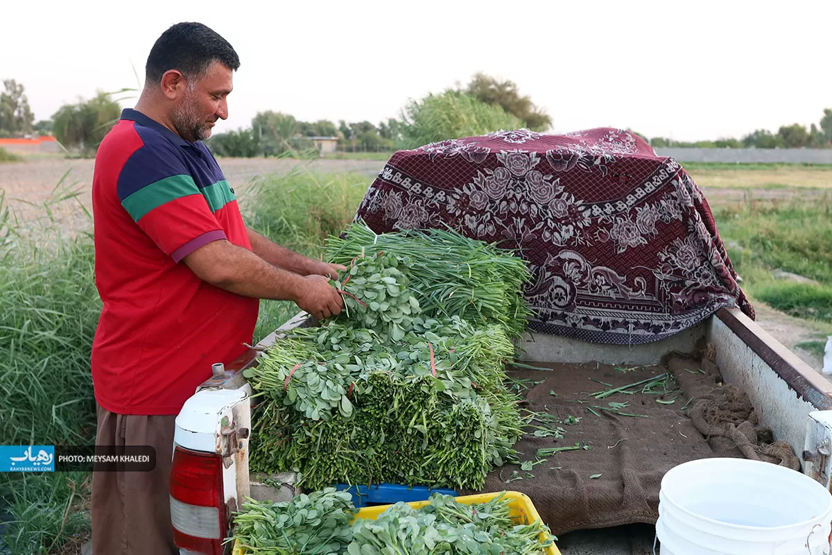 برداشت سبزی از باغات رامهرمز