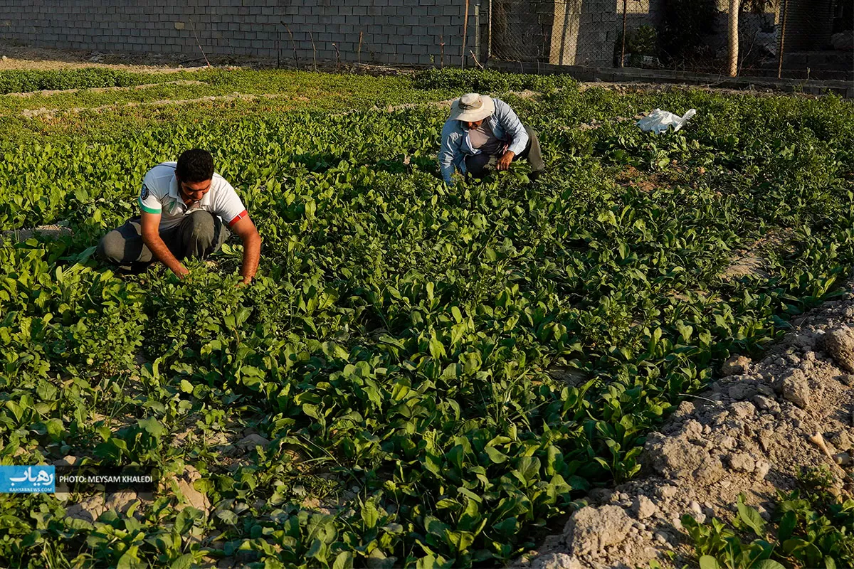 برداشت سبزی از باغات رامهرمز