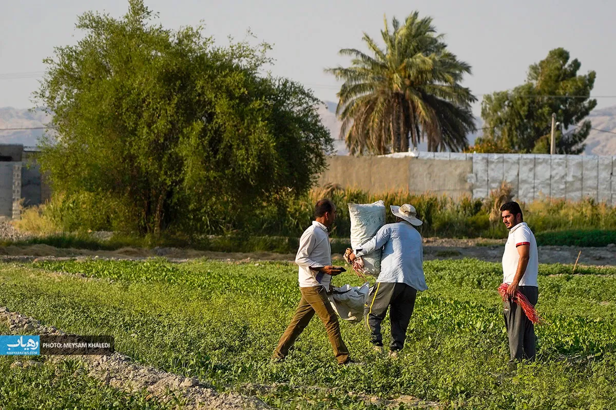 برداشت سبزی از باغات رامهرمز