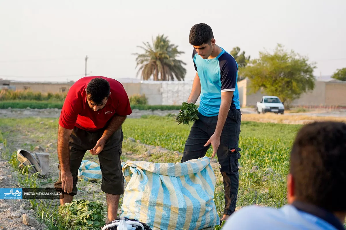 برداشت سبزی از باغات رامهرمز