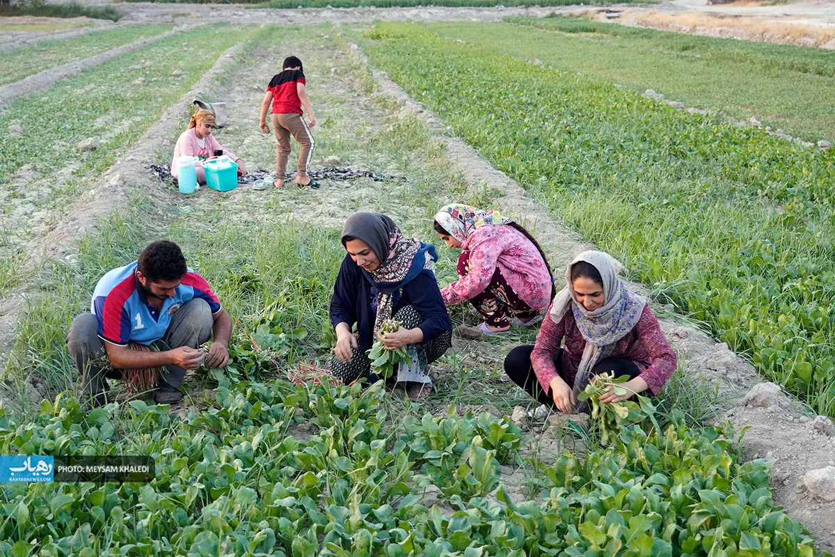 برداشت سبزی از باغات رامهرمز