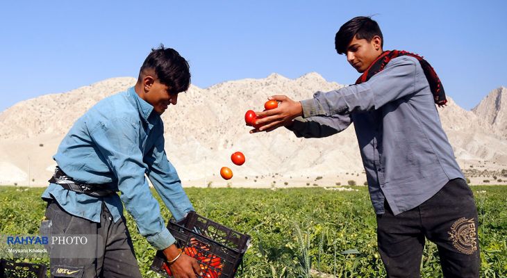 برداشت سیفی جات در باغ‌ملک
