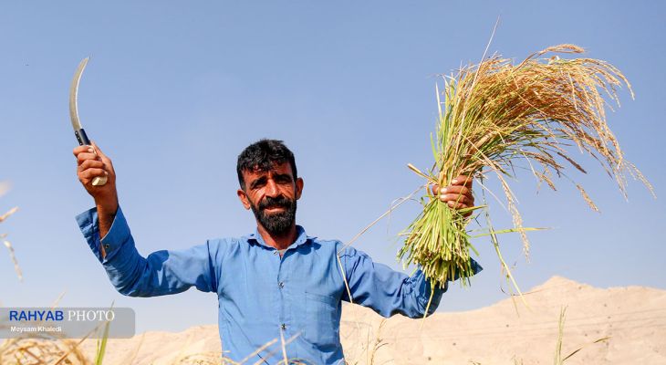 برداشت شلتوک در سرله میداوود