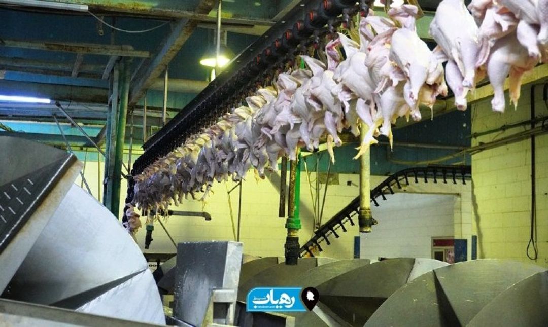 روایت یک خط تولید در کشتارگاه رامهرمز